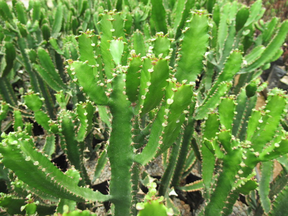 Euphorbia Triangularis - KiliHolland