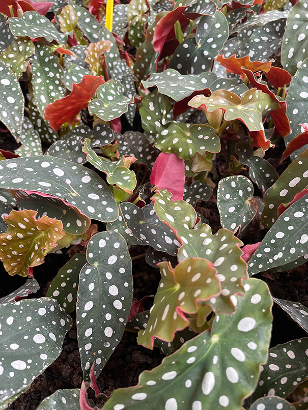 Begonia Maculata Megadot - KiliHolland