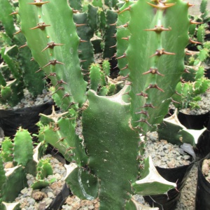 Euphorbia Eritrea giant