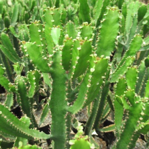 Euphorbia Triangularis