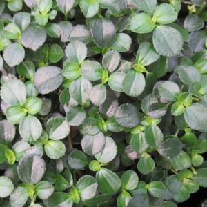 Pilea sao paulo