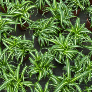 Chlorophytum Bonnie®