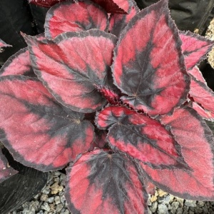 Begonia rex Red Kiss