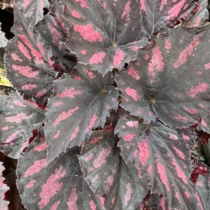 Begonia rex Rumba