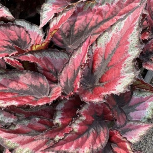 Begonia rex Red Tango
