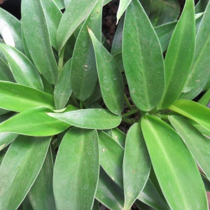 Philodendron little phil