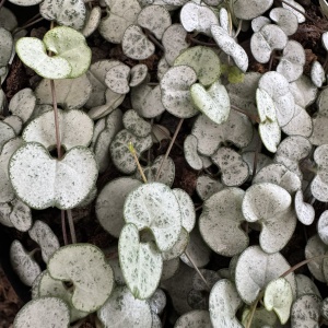 Ceropegia woodii Silver