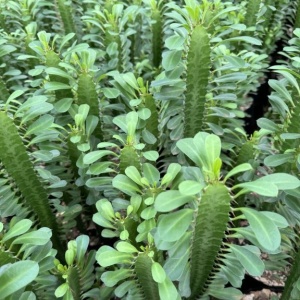 Euphorbia Trigona green