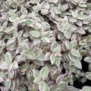 Callisia rosato