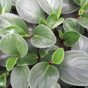 Peperomia obt. red canyon ®