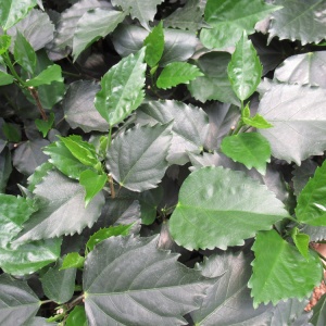 Hibiscus Colombine