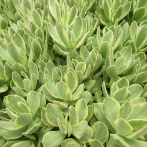 Crassula swaziensis variegata