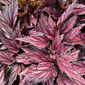 Begonia rex Mc Laughling