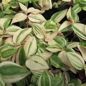 Tradescantia quadricolor