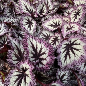 Begonia rex Fireworks