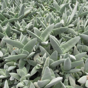 Crassula falcata