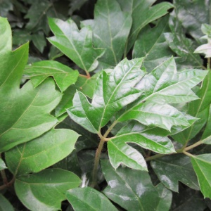 Cissus Elllen Danica