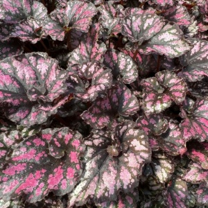 Begonia rex Cumbia