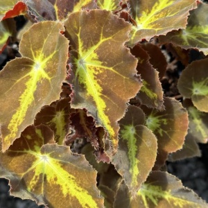 Begonia rex Montuno