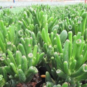 Crassula horntree